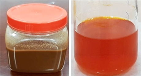 Chế phẩm từ vỏ tôm giúp cá Koi lên màu đẹp